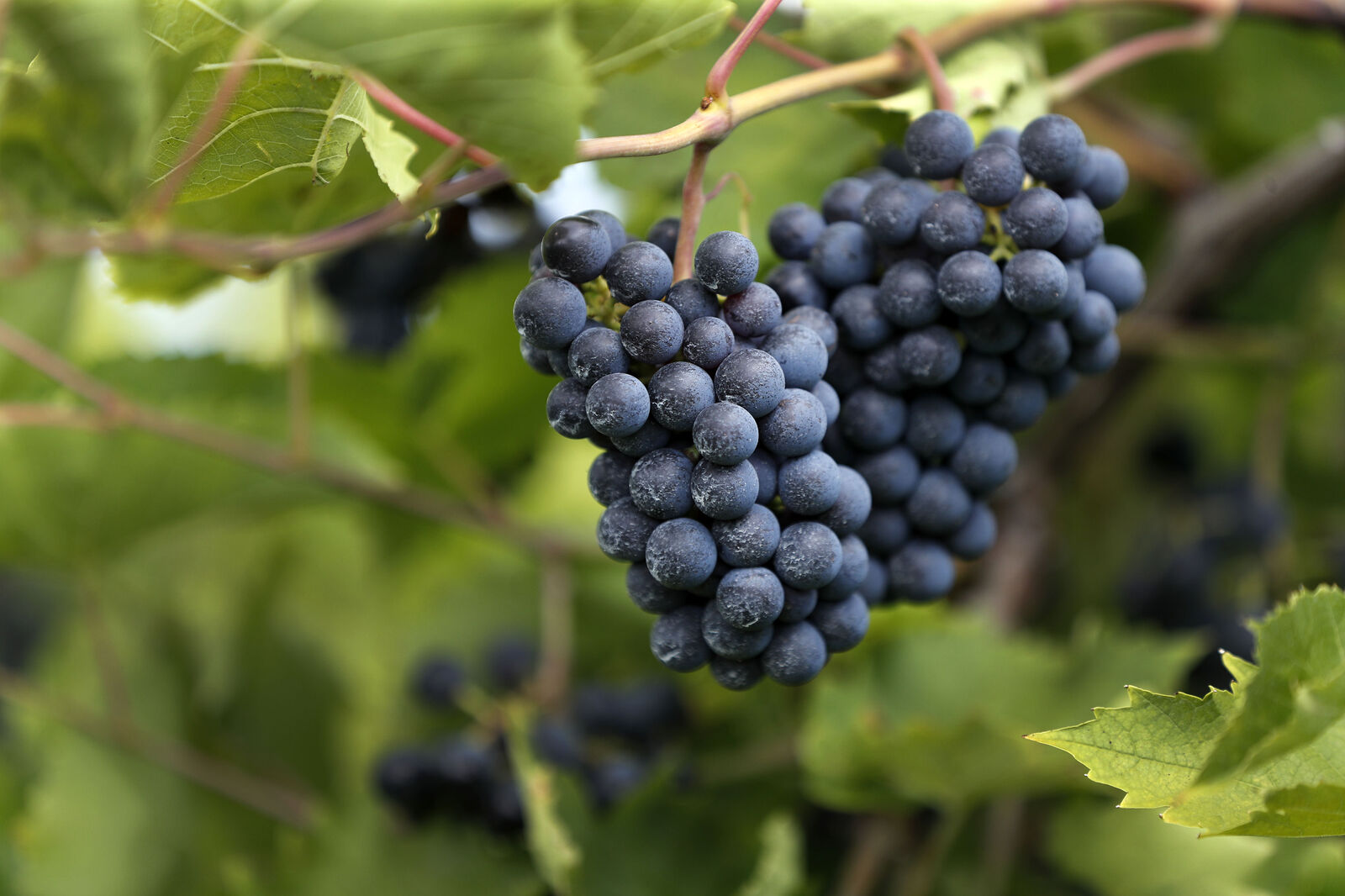 Johnson Estate Winery Chancellor grapes